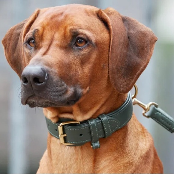 WILLIAM WALKER COLLAR LEATHER - Picture 1 of 8